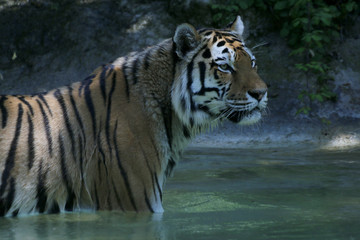 Königstiger im Wasser (Panthera tigris tigris)