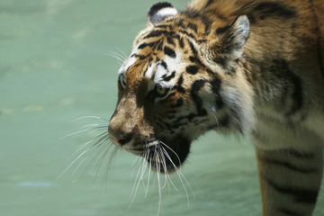 Königstiger im Wasser (Panthera tigris tigris)
