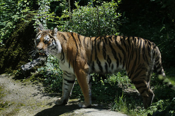 Fototapeta na wymiar Königstiger (Panthera tigris tigris), Bengal-Tiger, Indischer Tiger