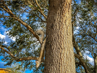 Fototapeta premium squirrel climbing up a tree