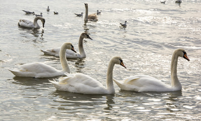 White Swans