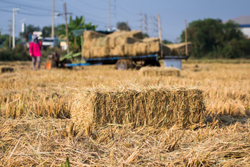 Rice straw bales on rice field and farmer working,natural design farmming concept