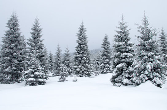 Foggy winter landscape in Jizerka.