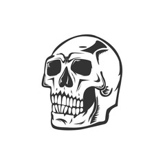 Monochrome illustration of skull. On white background
