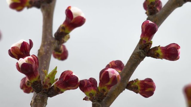 White Flowers Blossoms on the Branches Peach Tree. Timelapse. 4K.