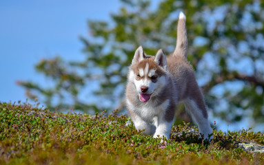 Sunny Siberian husky puppy  © Janne