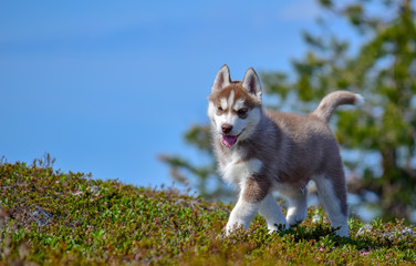 Cute siberian husky © Janne