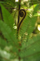 felci
