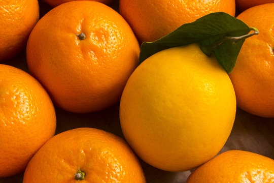 A ripe yellow lemon with a green leaf lies surrounded by orange mandarins. Close-up. Concept citrus harvest.