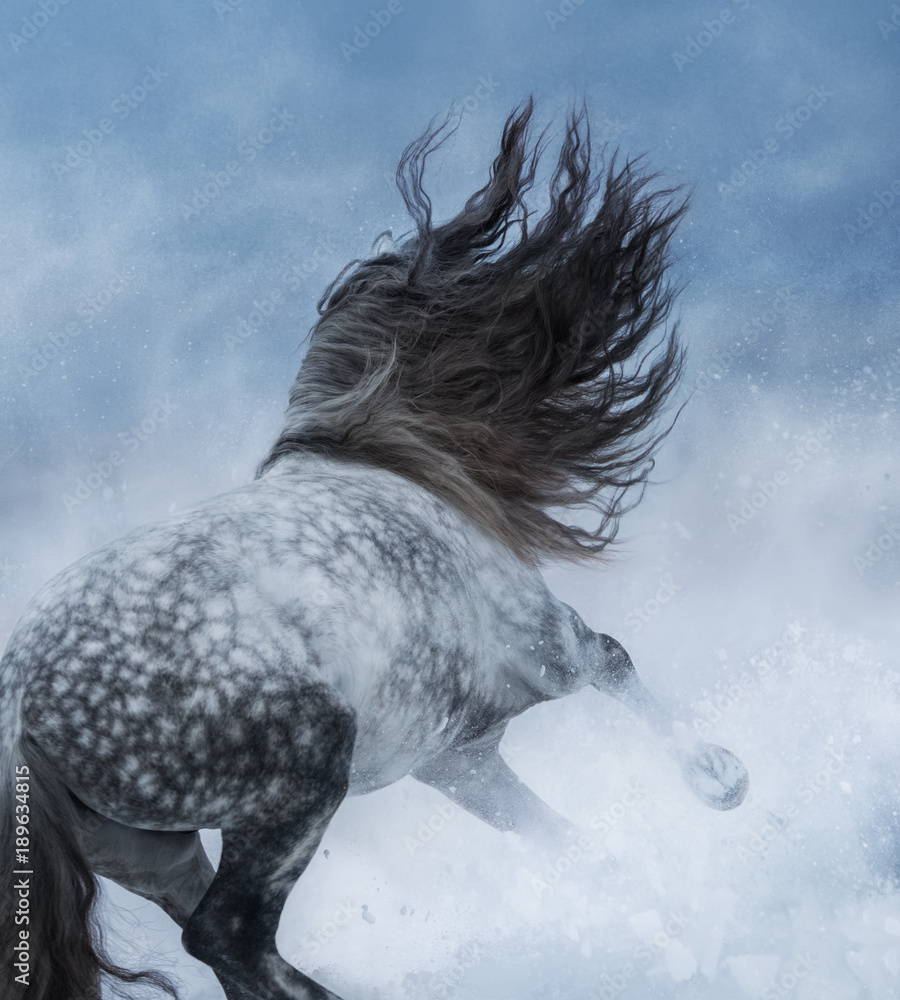 Poster Grey Purebred Spanish horse galloping during snowstorm.