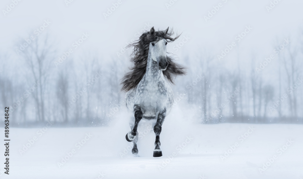 Canvas Prints winter cloudy landscape and runnig grey long-maned andalusian stallion.