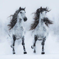 Two gray long-maned Andalusian horses run gallop across snowy field.