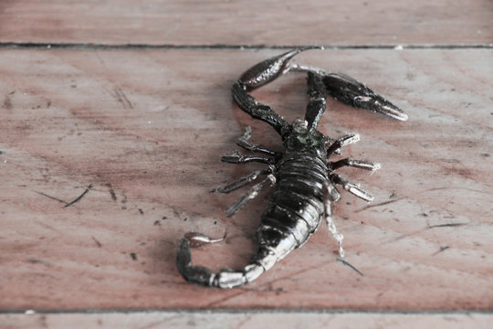 black scorpion on grunge wooden