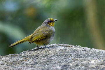 Beautiful Stripe-throated Bulbul or Pycnonotus finlaysoni perching on the rock with green background , Thailand