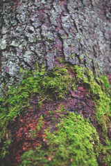 Moss on the tree crown