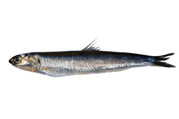 Whole fresh anchovy isolated on white background. Hamsi.