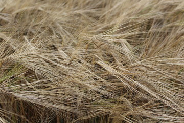 Gold mature ears of grain © 1/100 SEKUNDY