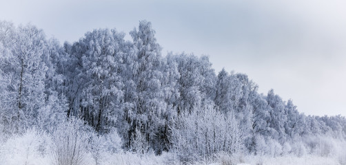 landscape forest frosty in winter