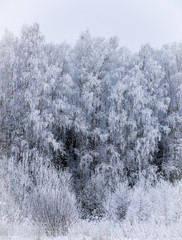 landscape forest frosty in winter
