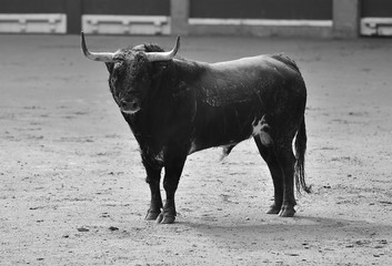 toro en españa