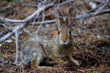 Naklejka na ściany i meble Cottontail rabbit portrait (Lepus sylvaticus). Utah, USA.