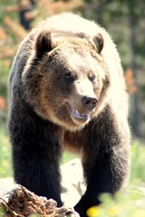 Obraz premium Female grizzly bear portrait. Wyoming, USA.