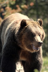 Fototapeta premium Female grizzly bear portrait. Wyoming, USA.