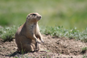 Naklejka na ściany i meble A prairie dog standing out of its den on alert. With copy space.