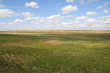Obraz premium A landscape with only prairie and blue sky. Summer meadow.