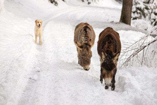 due asinelli e un cane sulla neve, in Val Canali, nel parco naturale di Paneveggio - Dolomiti
