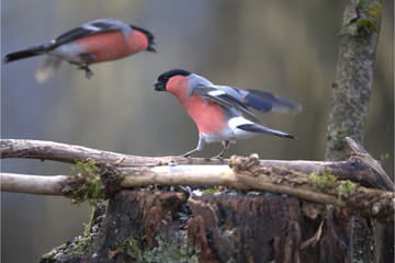 Männlicher Dompfaff