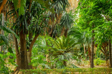 tropical garden scene