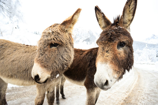 due asinelli sulla neve, in Val Canali, nel parco naturale di Paneveggio - Dolomiti