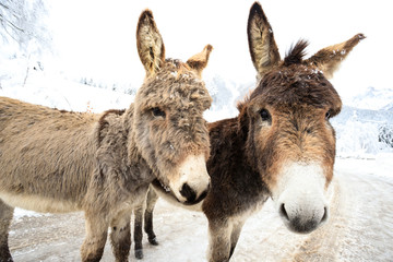 due asinelli sulla neve, in Val Canali, nel parco naturale di Paneveggio - Dolomiti