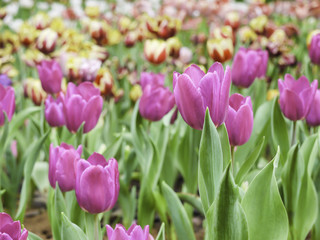 colourful tulips in the field park