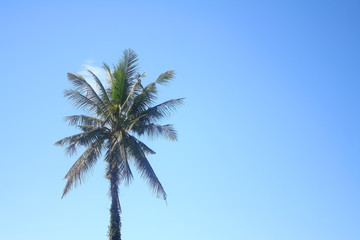 Coconuts tree on blue sky background