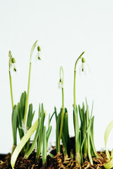 Snowdrop flowers growing in ceramic flower pot on white background