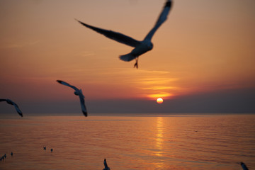 Naklejka premium Sunset with silhouette bird hovered light beautiful evening. subject is blurred.
