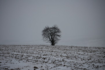 Lonely tree