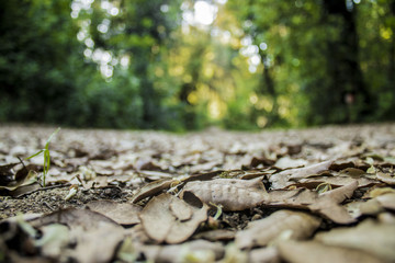 Foglie ed alberi in un parco di Roma