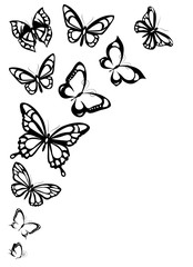 beautiful pink butterflies, isolated  on a white