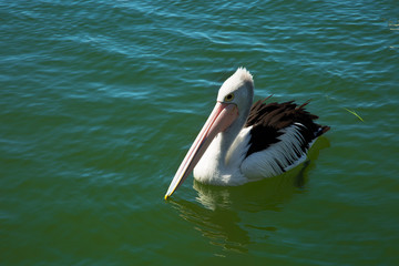 Pelican in water