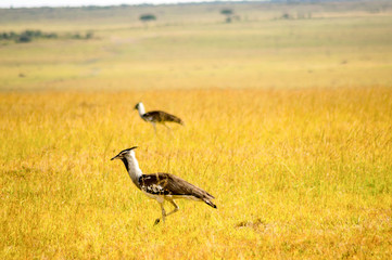 Secretary Bird or Secretary Bird (Sagittarius snake) in the savannah of Kenya, Africa