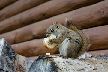 kanadisches Grauhörnchen