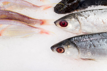 Fresh fish on ice saling in market