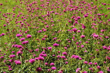 Globe Amaranth in the garden