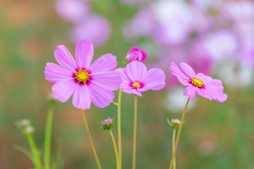Fototapeta premium Cosmos flower field