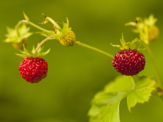 Mature wild strawberry