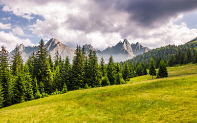 spruce forest on grassy slope. composite landscape with High Tatra mountains in the distance....