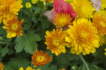 Yellow flowers with light orange